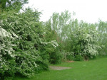 meidoorns in bloei